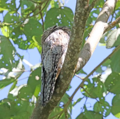 Common Potoo_3005.jpg