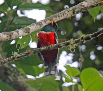 Masked Trogon - male_3370.jpg