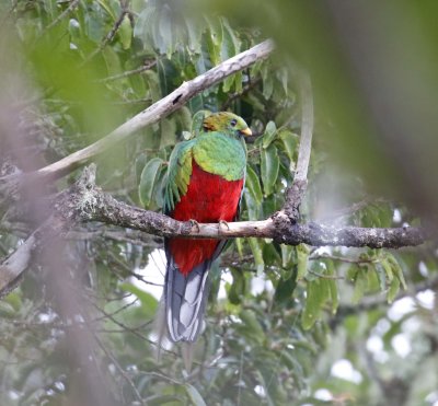 White-tipped Quetzal - male_3633.jpg