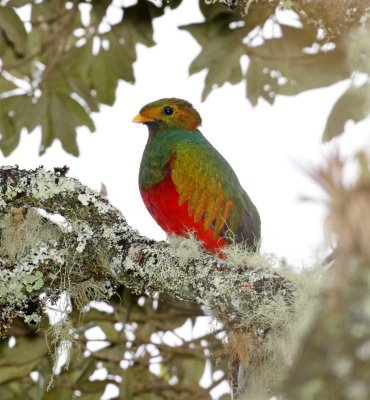 White-tipped Quetzal - male_3736.jpg