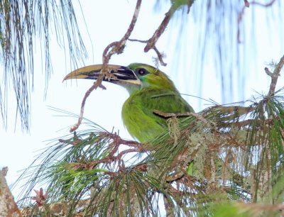 Groove-billed Toucanet_3090.jpg