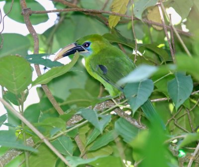 Groove-billed Toucanet_3136.jpg