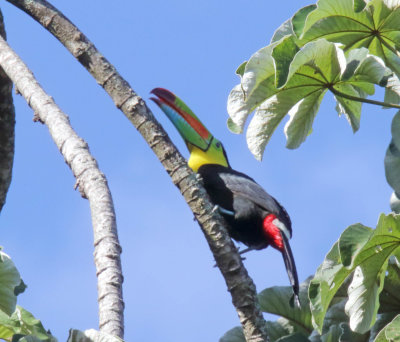 Keel-billed Toucan_2866.jpg