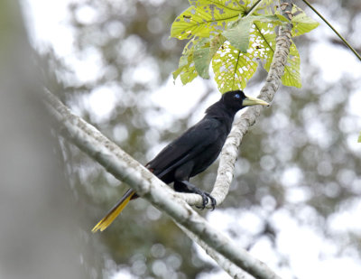 Crested Oropendola_9713.jpg