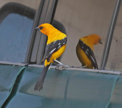 Yellow Oriole_5380.jpg