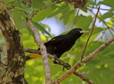 Yellow-rumped Cacique_8813.jpg