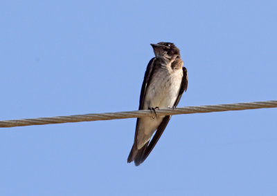Brown-chested Martin_5723.jpg