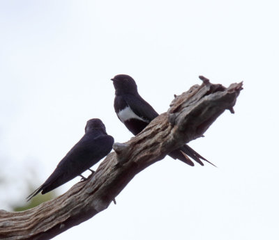 White-banded Swallow_9014.jpg