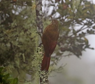 Strong-billed Woodcreeper_3463.jpg