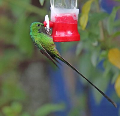 Black-tailed Trainbearer_2431.jpg