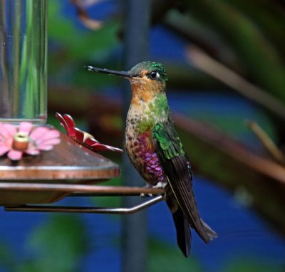 Blue-throated Starfrontlet - female_2462.jpg