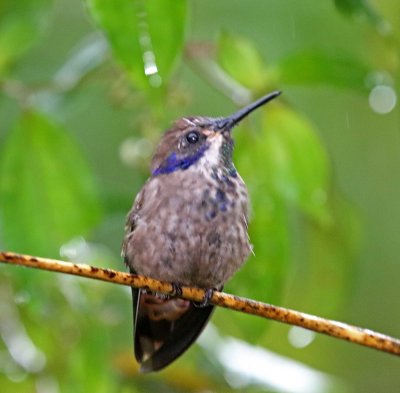 Brown Violetear_3300.jpg