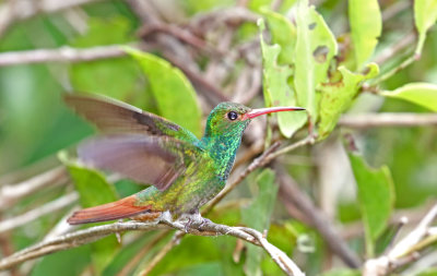 Rufous-tailed Hummingbird_4439.jpg