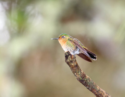 Tyrian Metaltail - female_3750.jpg
