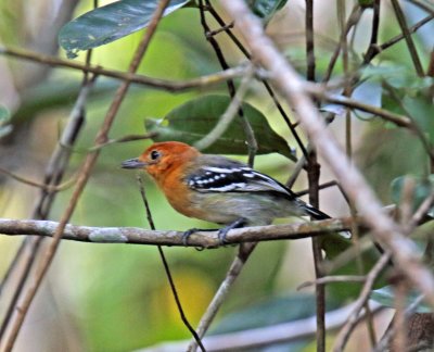 Amazonian Antshrike - female_0293.jpg