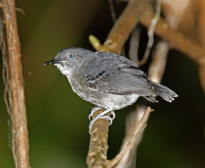 Black-chinned Antbird- female_0429.jpg