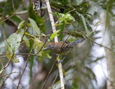 Black-crested Antshrike - female_9703.jpg