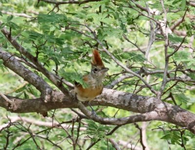 Black-crested Antshrike - female_6035.jpg