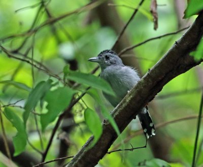 Black-crowned Antshrike - male_4923.jpg