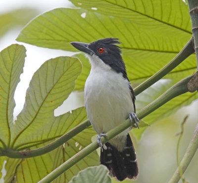 Great Antshrike - male_9670.jpg