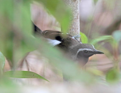 Southern White-fringed Antwren - male_1313.jpg