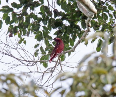 Pompador Cotinga - male_0046.jpg