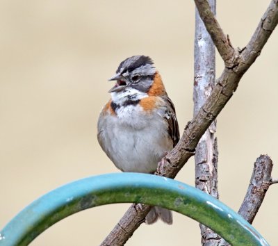 Rufous-collared Sparrow_2203.jpg