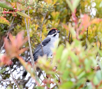 Slaty Brush-Finch_6635.jpg