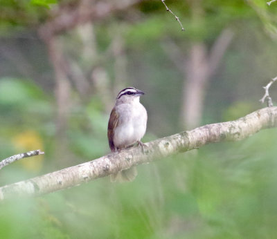 Tocuyo Sparrow_5282.jpg