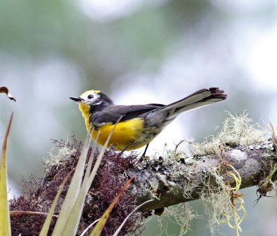Golden-fronted Whitestart_7004.jpg