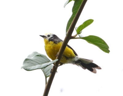 Golden-fronted Whitestart_7029.jpg