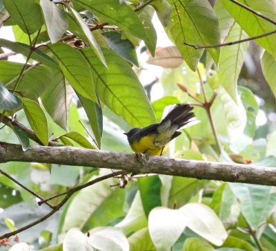 Slate-throated Redstart_4155.jpg