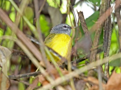 White-lored Warbler_4315.jpg