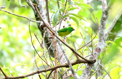 Blue-naped Chlorophonia - female_4153.jpg