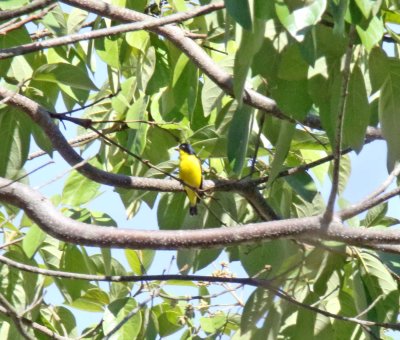 Lesser Goldfinch - male_2952.jpg