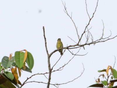 Thick-billed Euphonia - female_4725.jpg