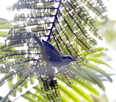 Bananaquit_0332.jpg