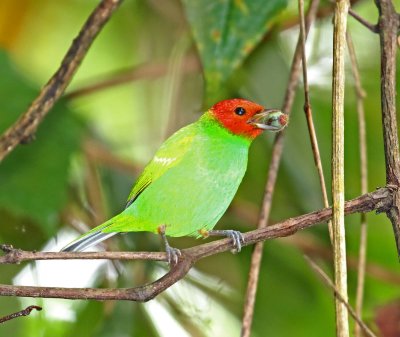 Bay-headed Tanager - male_4360.jpg