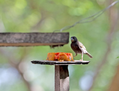 Black-faced Grassquit_5773.jpg
