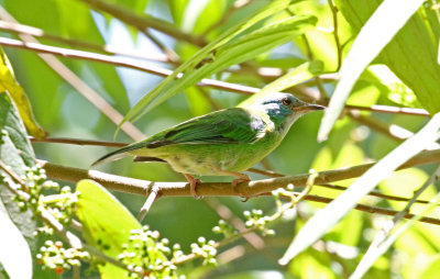 Blue Dacnis - female_5051.jpg