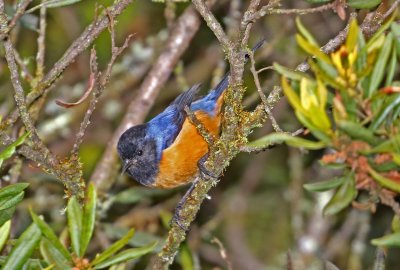 Blue-backed Conebill_6729.jpg