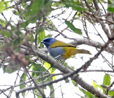 Blue-capped Tanager_6983.jpg
