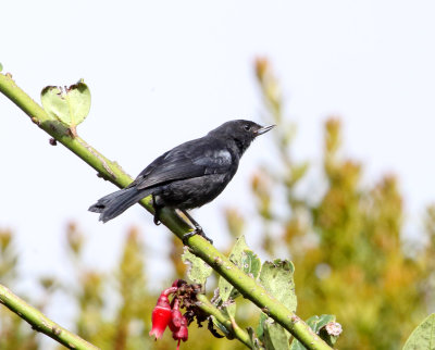 Glossy Flowerpiercer_6660.jpg