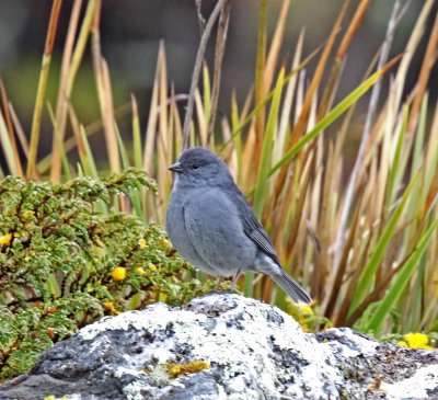 Plumbeous Sierra-Finch_2601.jpg