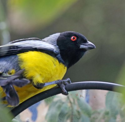 Hooded Mountain-Tanager_2503.jpg