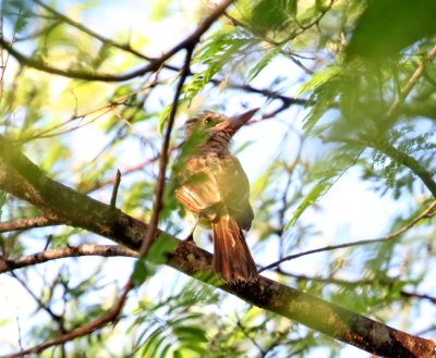 Brown-crested Flycatcher_5598.jpg