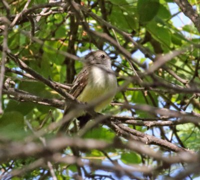 Northern Scrub Flycatcher_6163.jpg