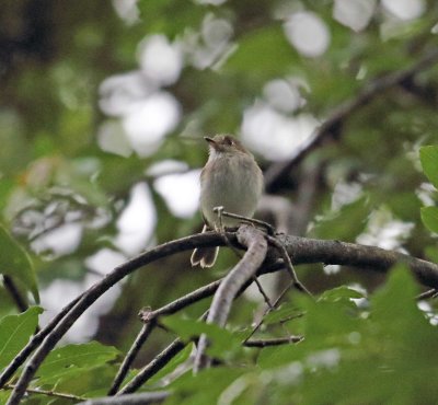 Pale-eyed Pygmy-Tyrant_4568.jpg