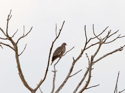 Bare-eyed Pigeon_5310.jpg