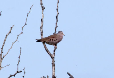 Commmon Ground Dove_5906.jpg